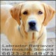 LABRADOR DE COBRADOR GOLDEN RETREIVER HERMOSILLO SONORA TELEFONO 6623254973.jpg